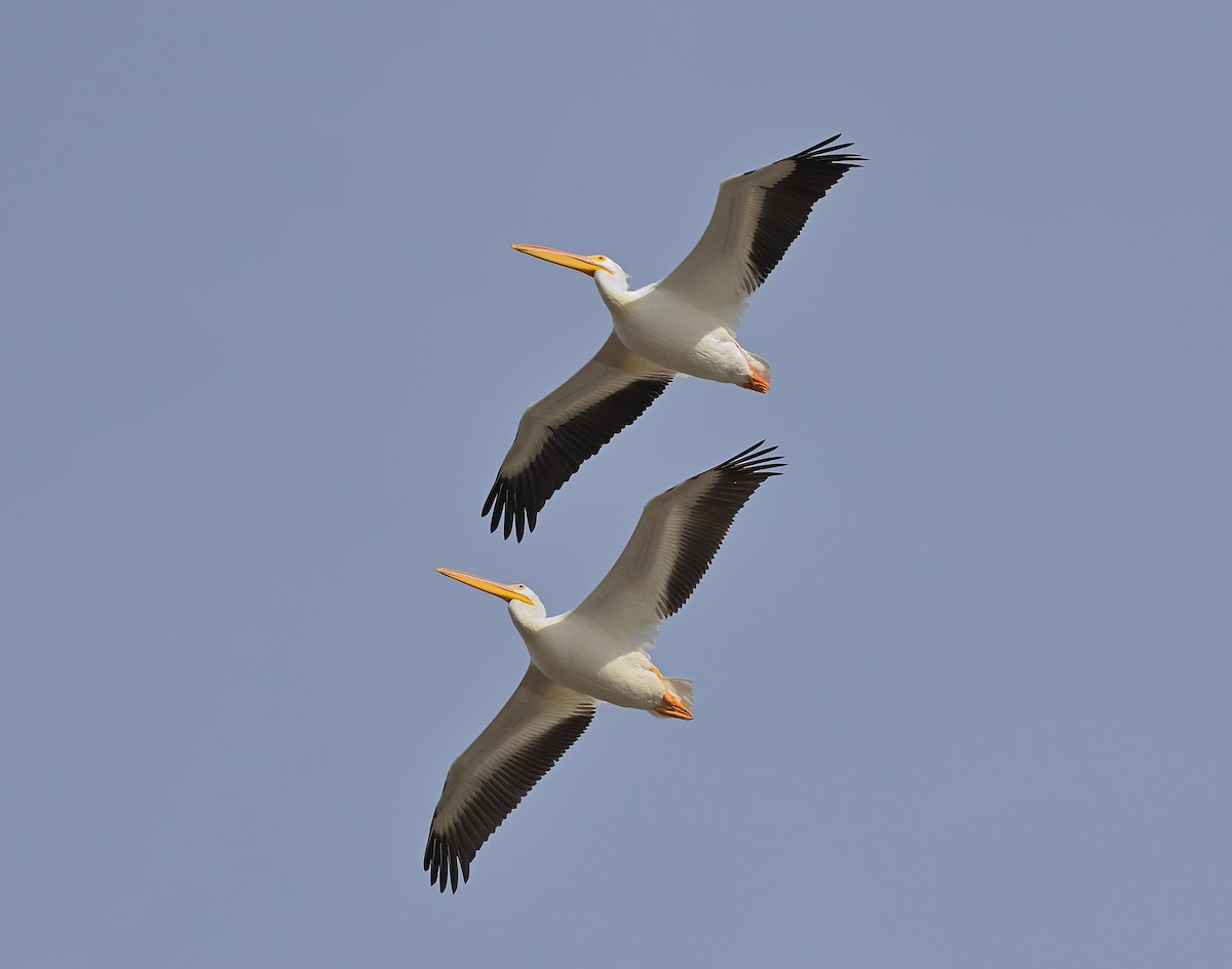 American White Pelican - ML614710710