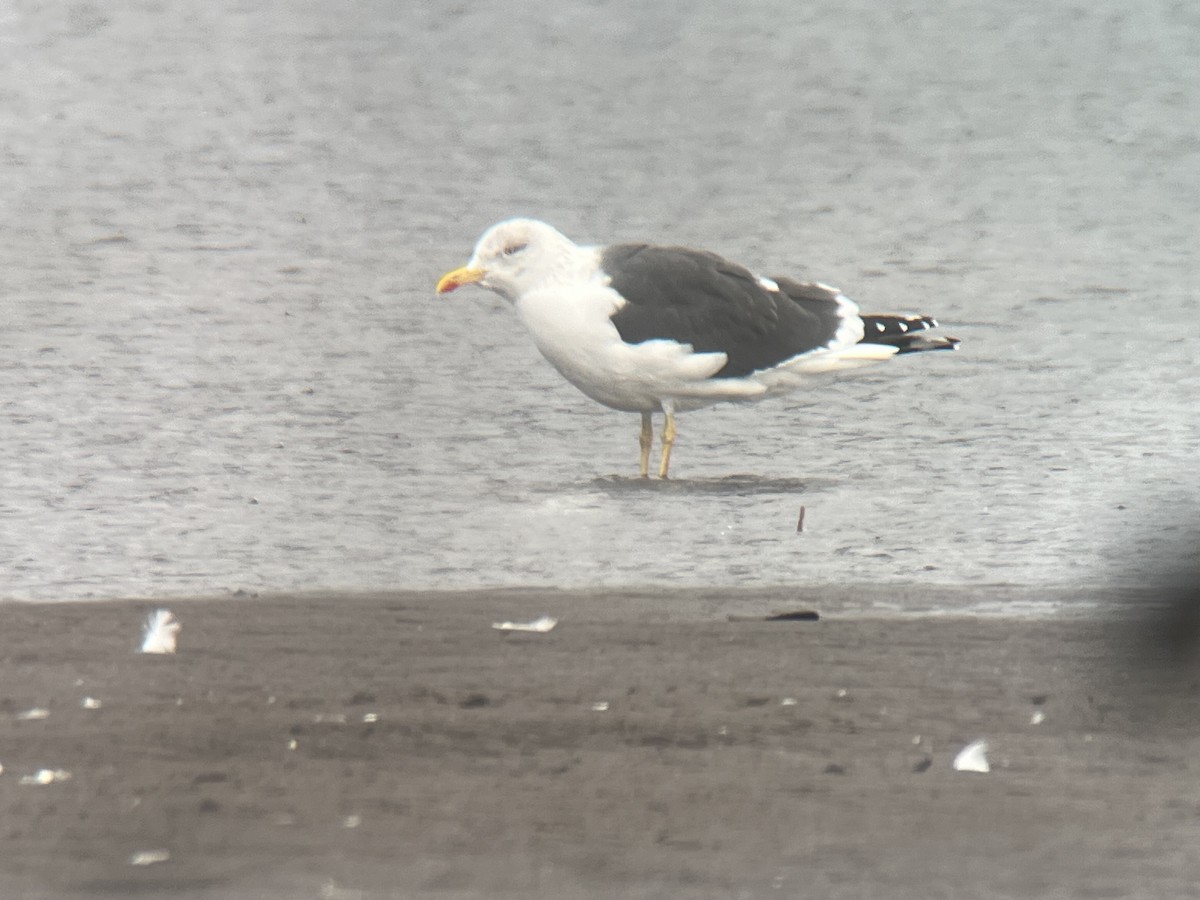 Lesser Black-backed Gull - ML614710724