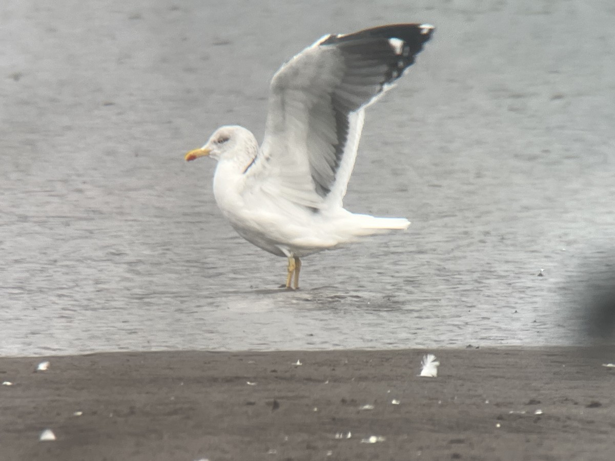 Lesser Black-backed Gull - ML614710725