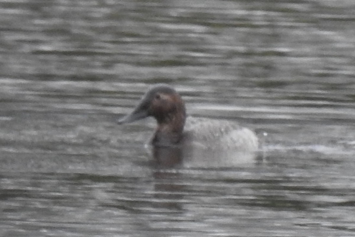 Canvasback - Cos van Wermeskerken