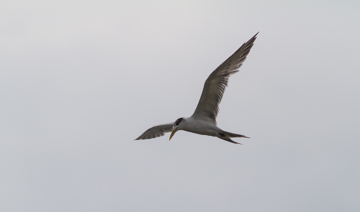 Great Crested Tern - ML614710820