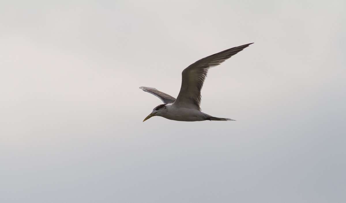 Great Crested Tern - ML614710821
