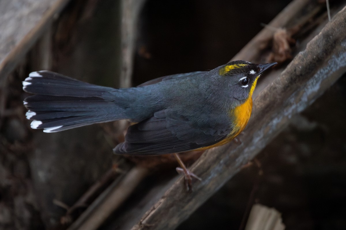 Fan-tailed Warbler - Liam Wolff