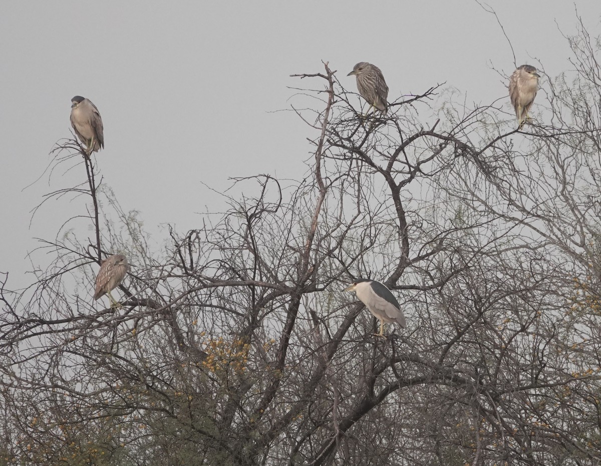 Black-crowned Night Heron - ML614710867