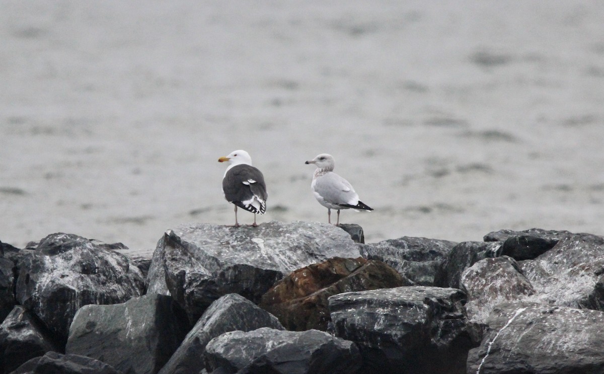 Great Black-backed Gull - ML614710869