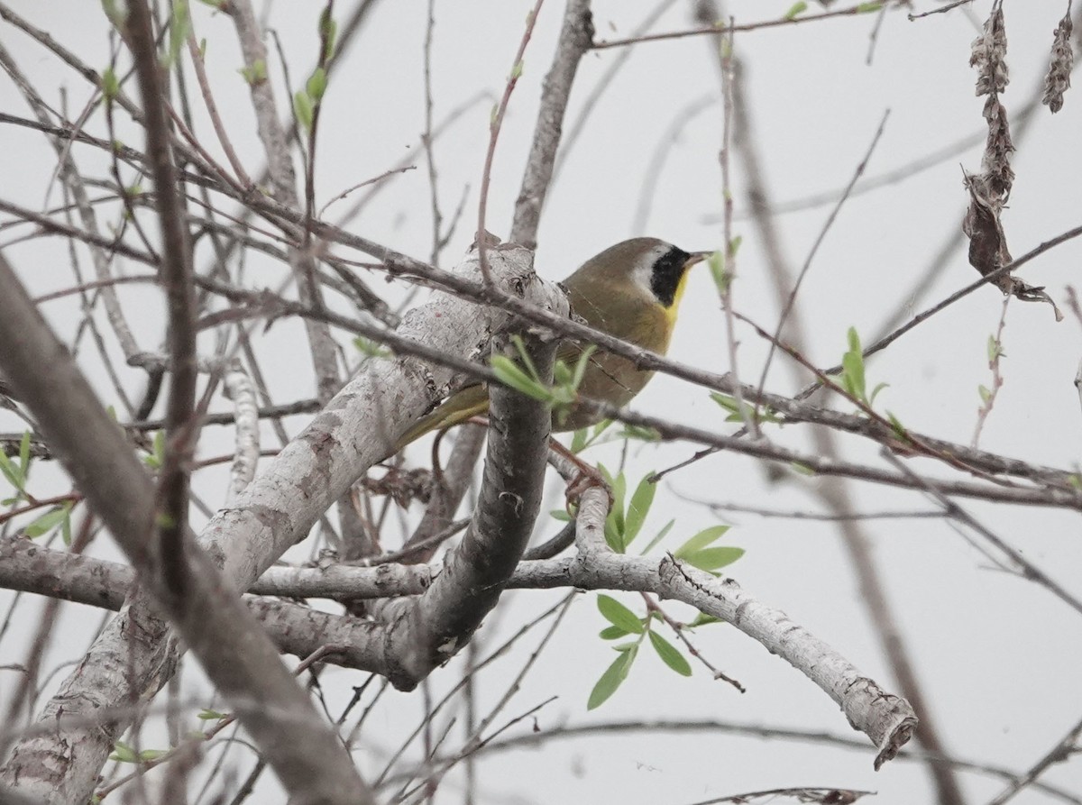 Common Yellowthroat - ML614710877