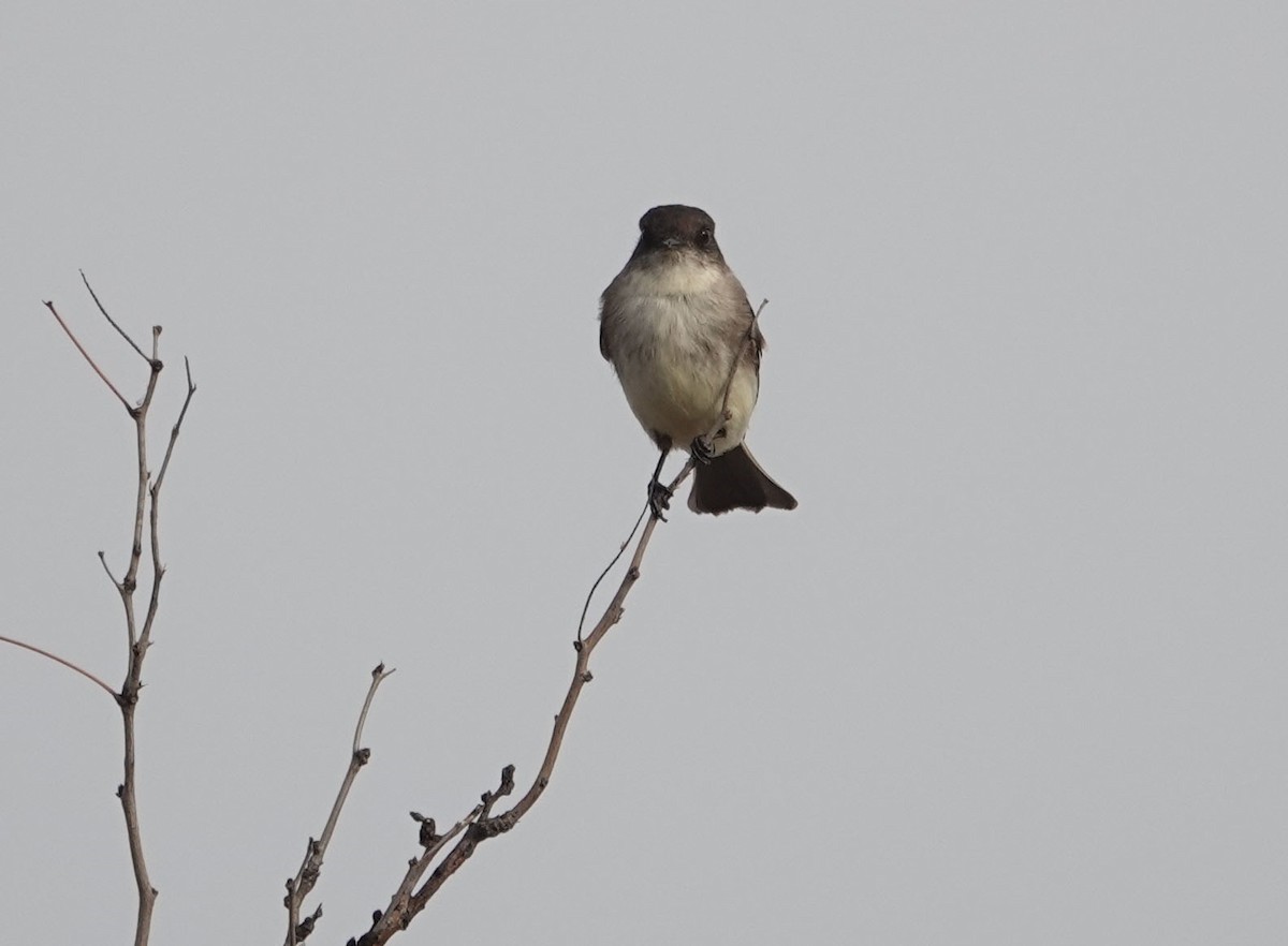 Eastern Phoebe - ML614710890