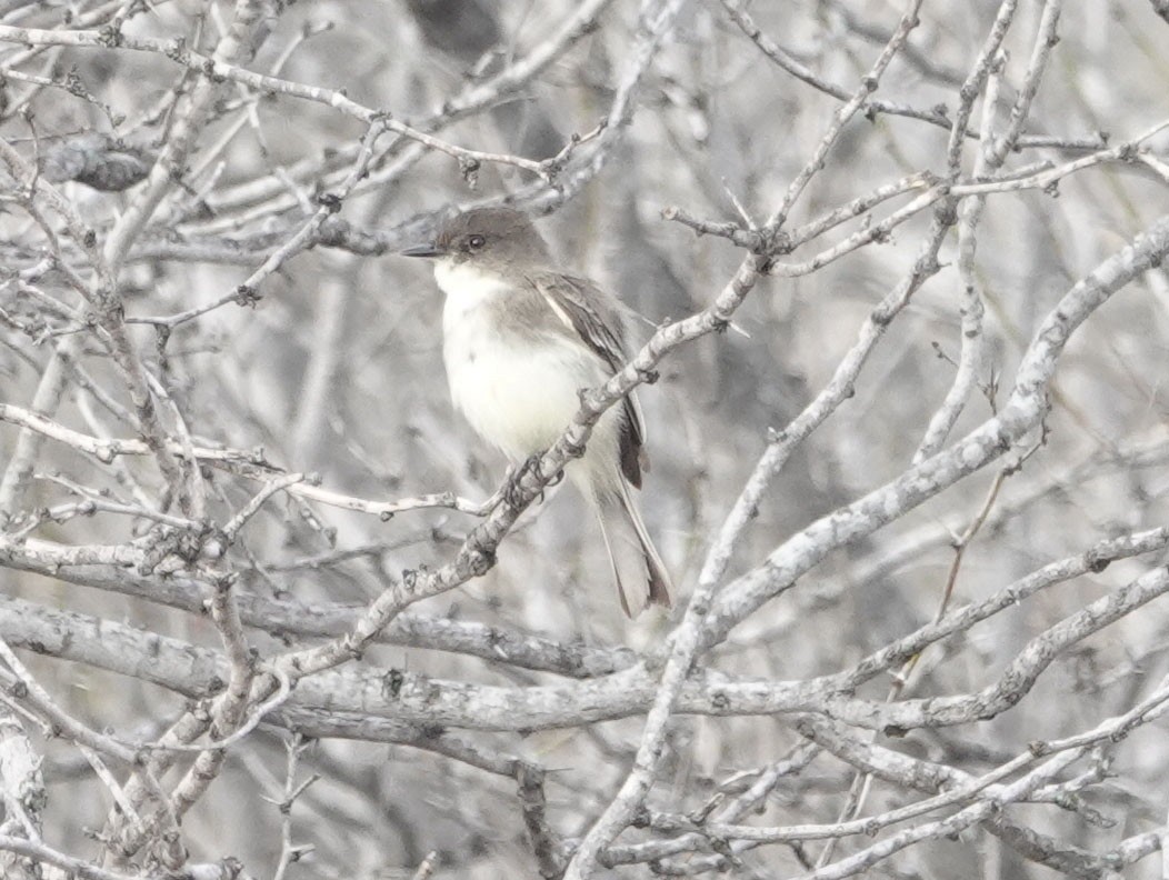 Eastern Phoebe - ML614710891