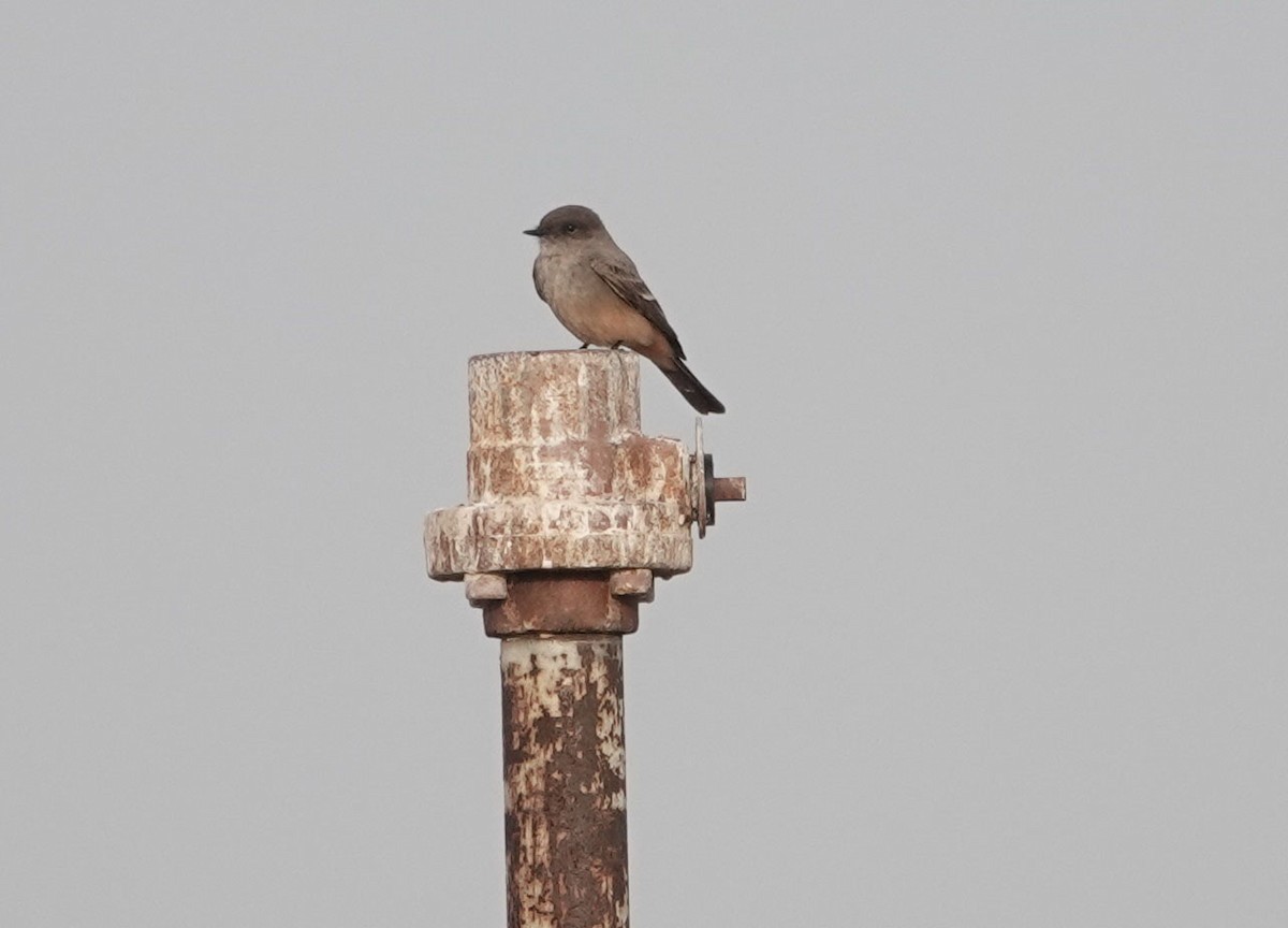 Say's Phoebe - ML614710899