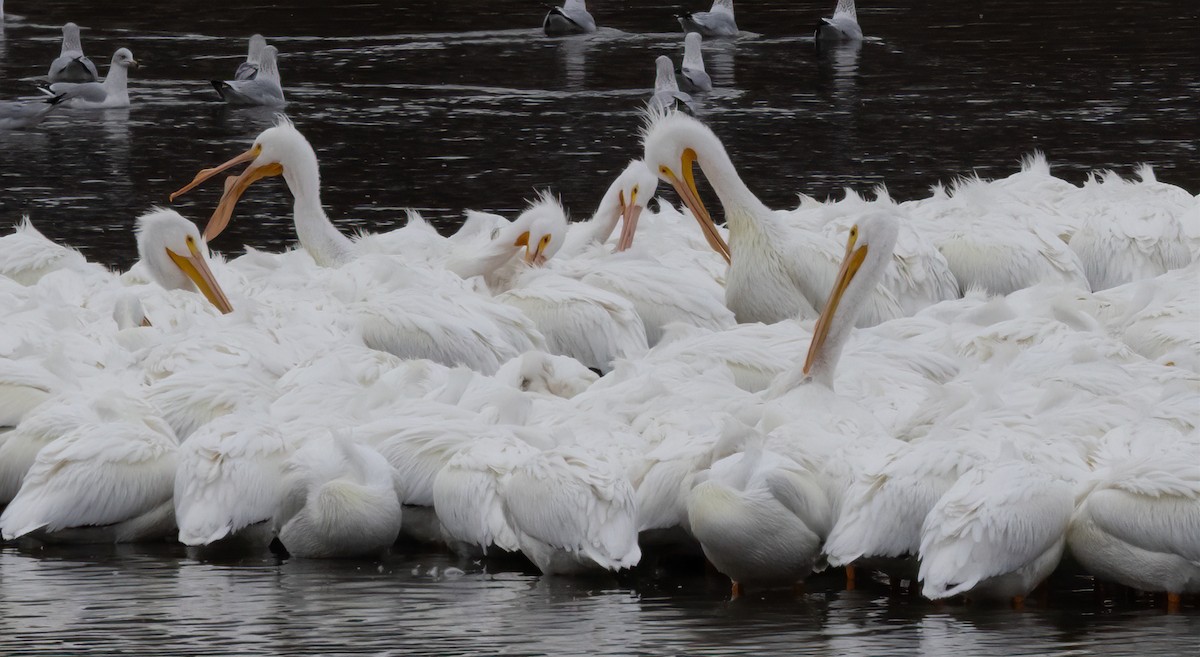 American White Pelican - Jay Gilliam