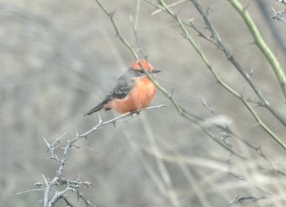 Vermilion Flycatcher - Lauren Stranahan