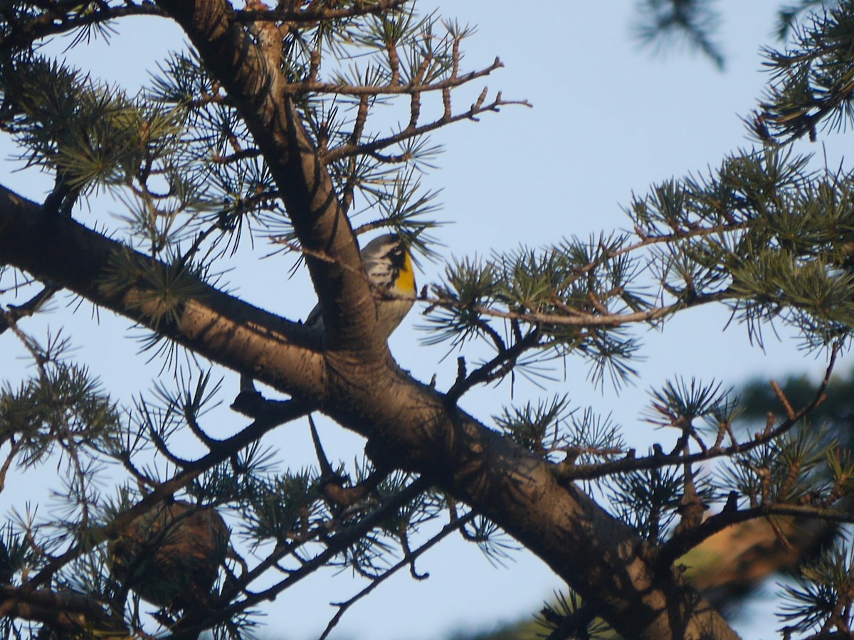 Yellow-throated Warbler - ML614710916