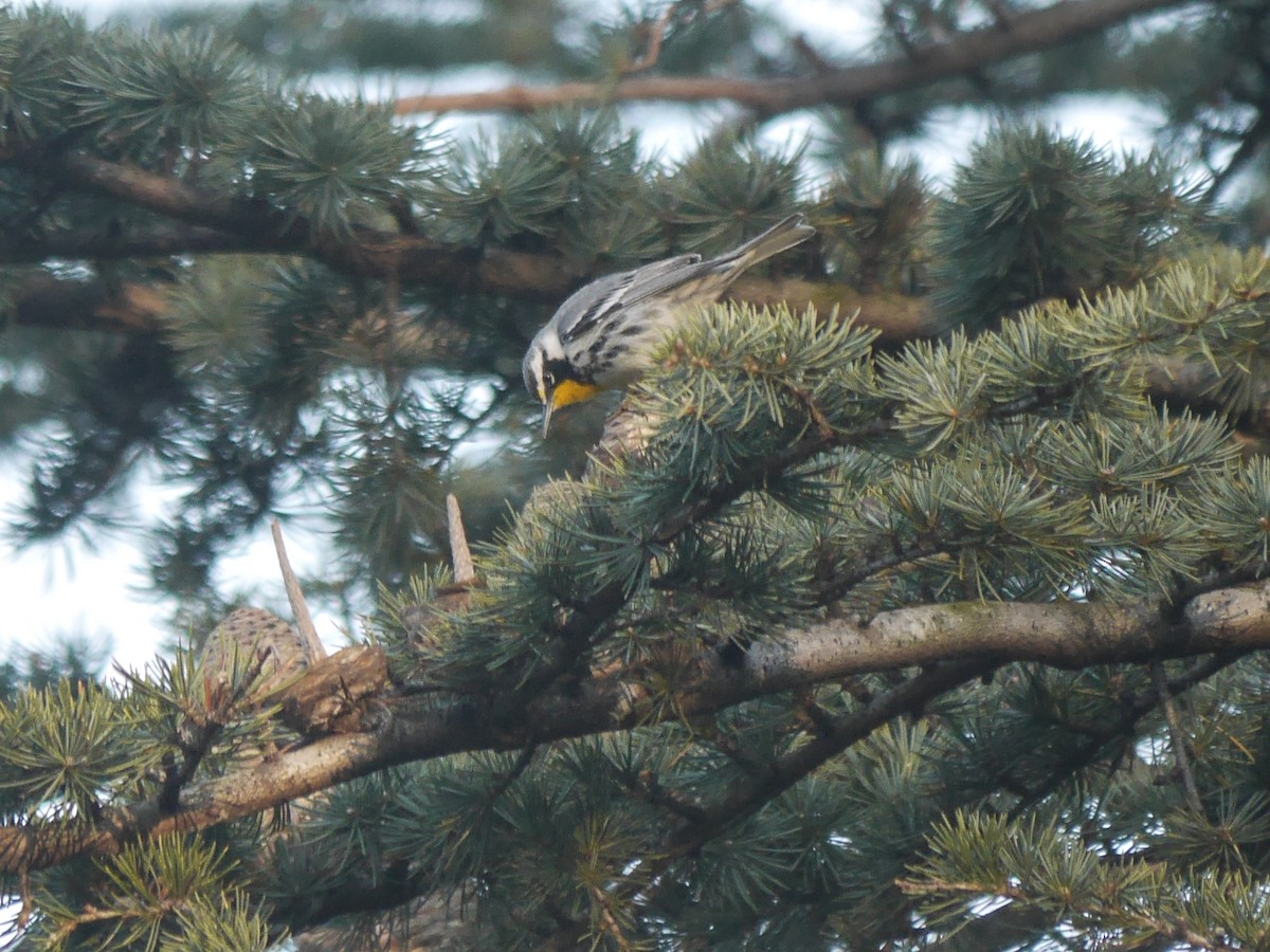 Yellow-throated Warbler - ML614710917