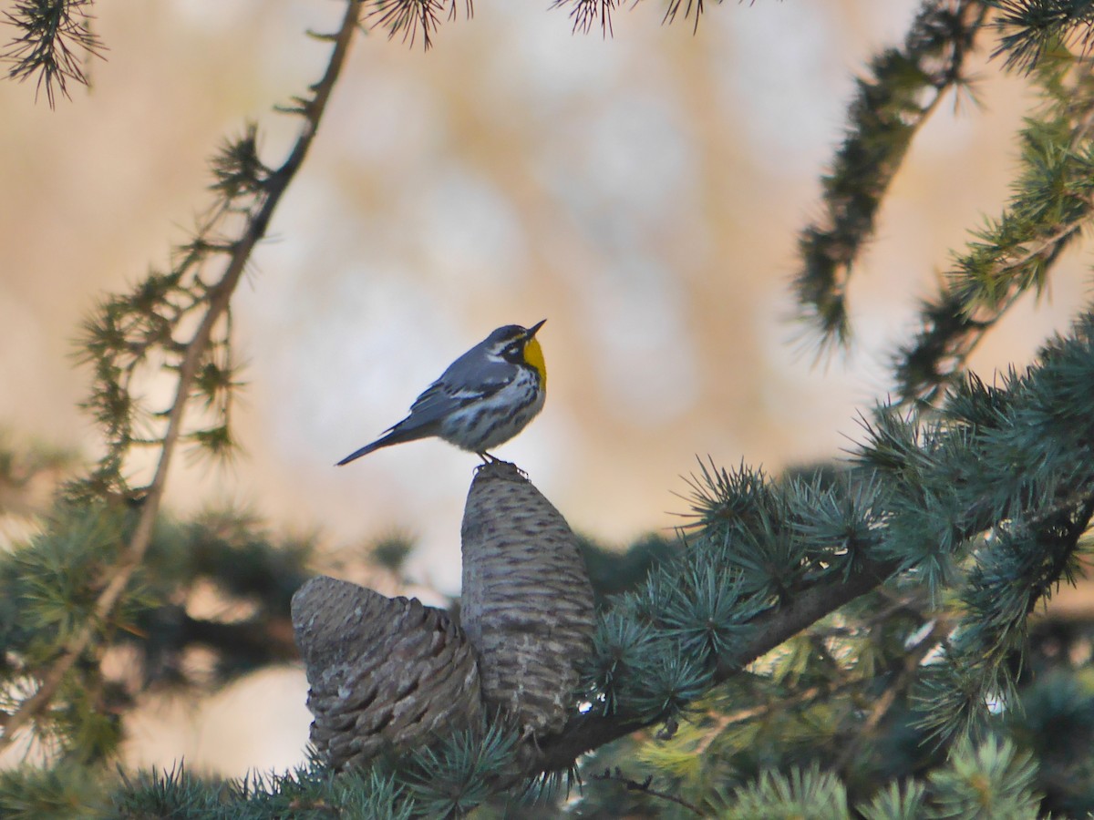 Yellow-throated Warbler - ML614710918