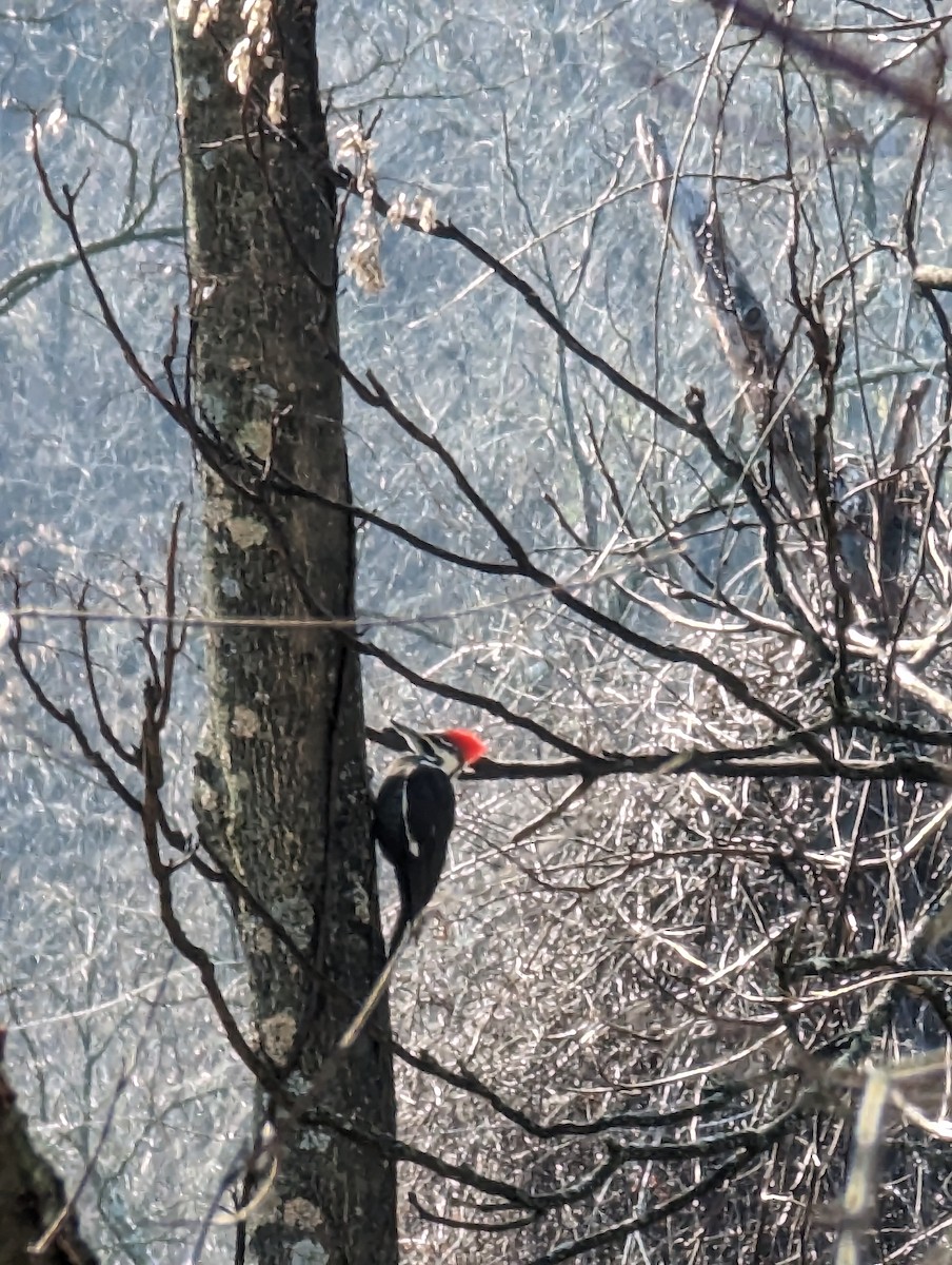 Pileated Woodpecker - ML614710972