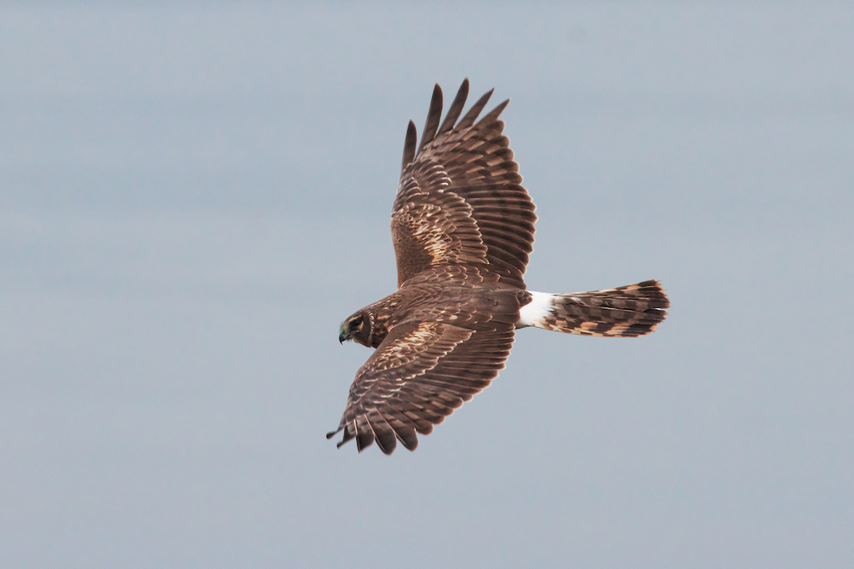 Northern Harrier - ML614711049