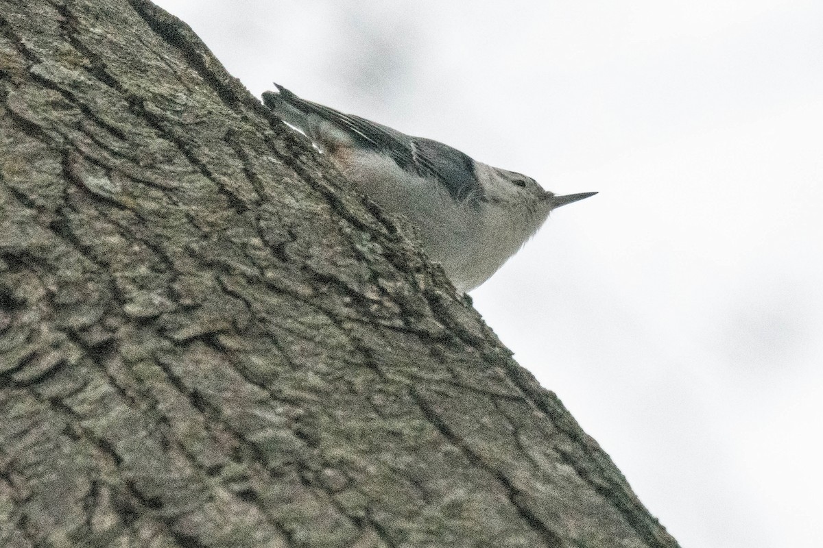 White-breasted Nuthatch - ML614711071