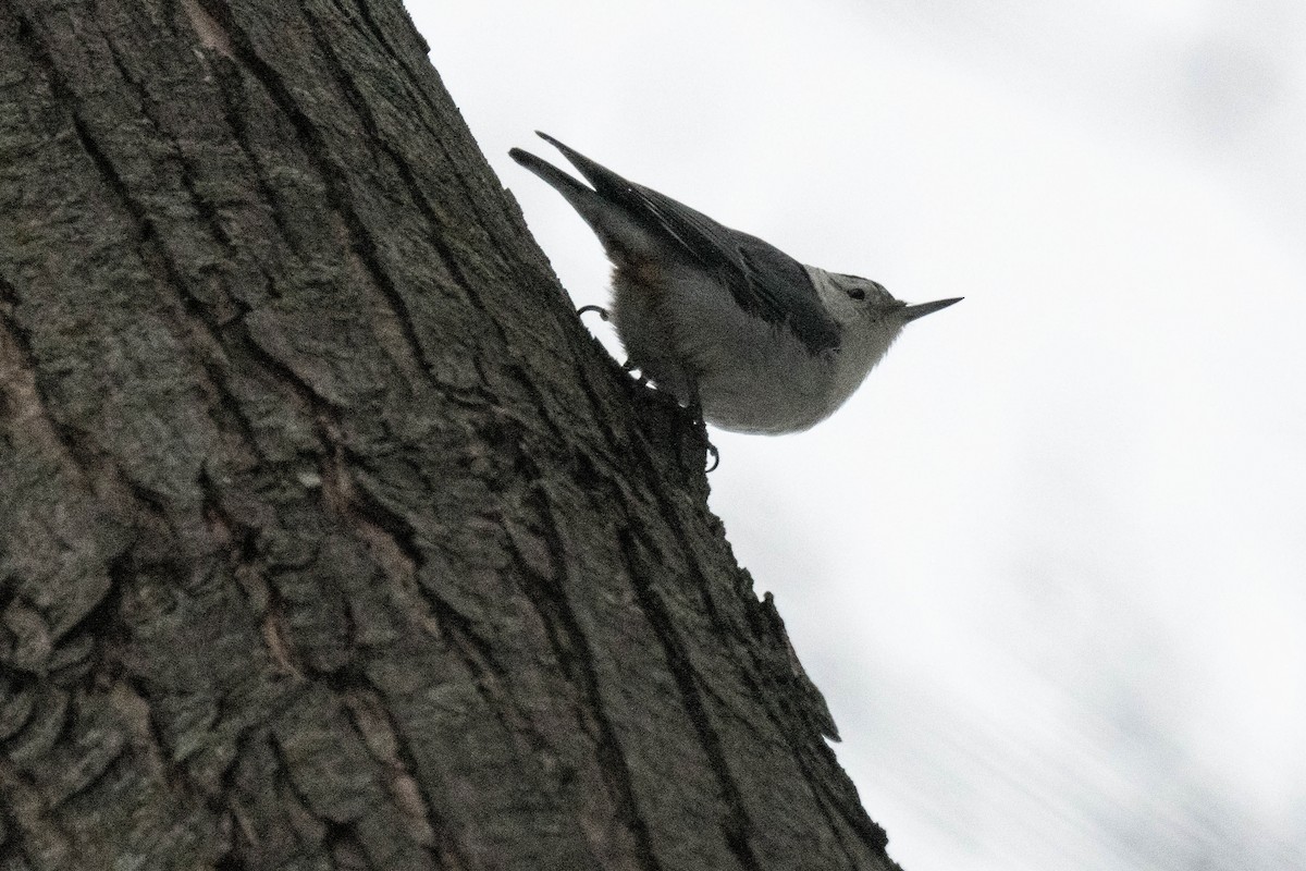 White-breasted Nuthatch - ML614711072