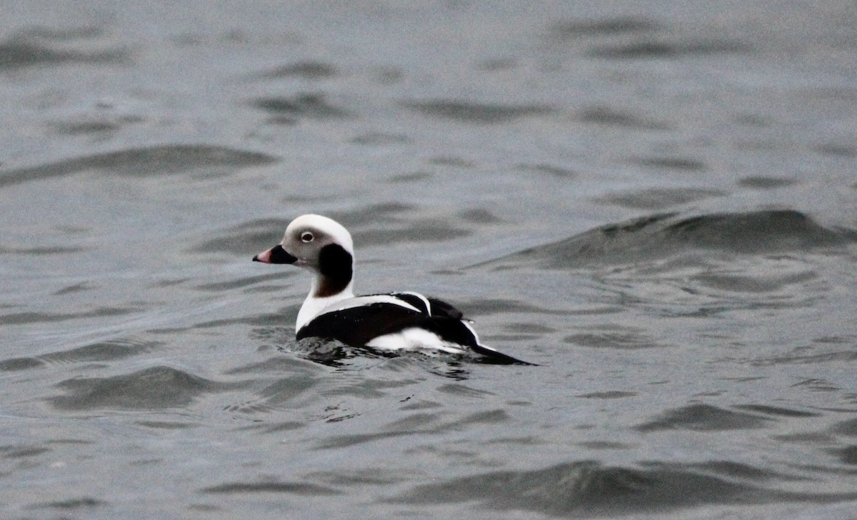 Long-tailed Duck - ML614711135