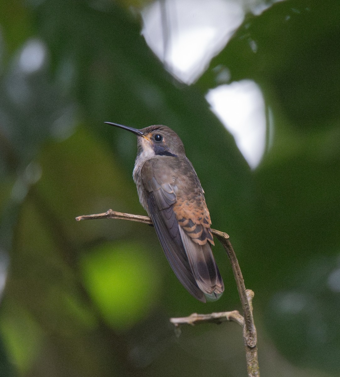 Brown Violetear - Koren Mitchell