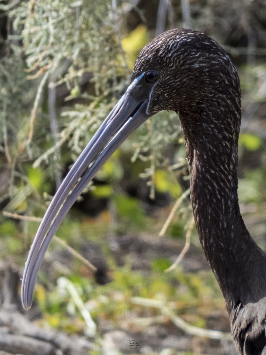 Glossy Ibis - José Manuel Caballero Fernández