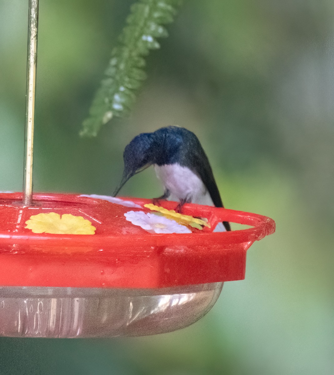 White-necked Jacobin - ML614711234