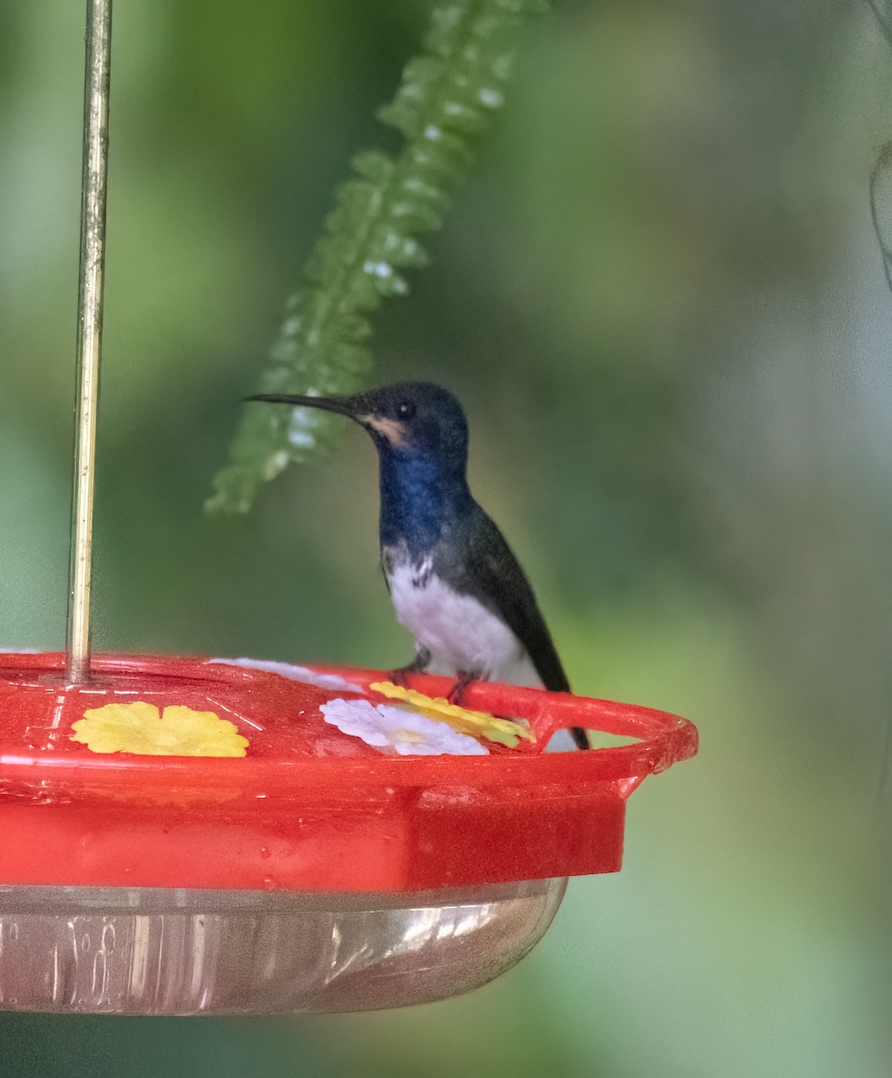 White-necked Jacobin - ML614711235