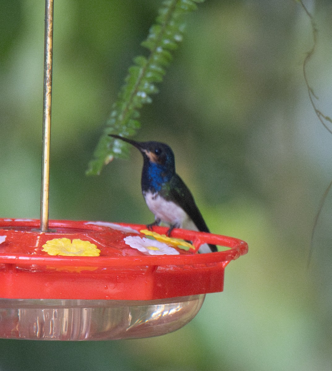 White-necked Jacobin - ML614711236