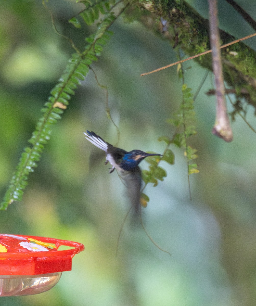 White-necked Jacobin - ML614711237