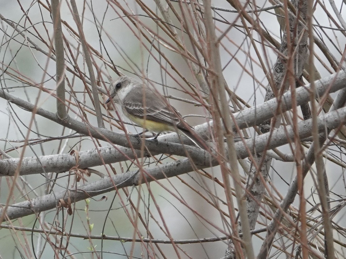 Vermilion Flycatcher - ML614711257