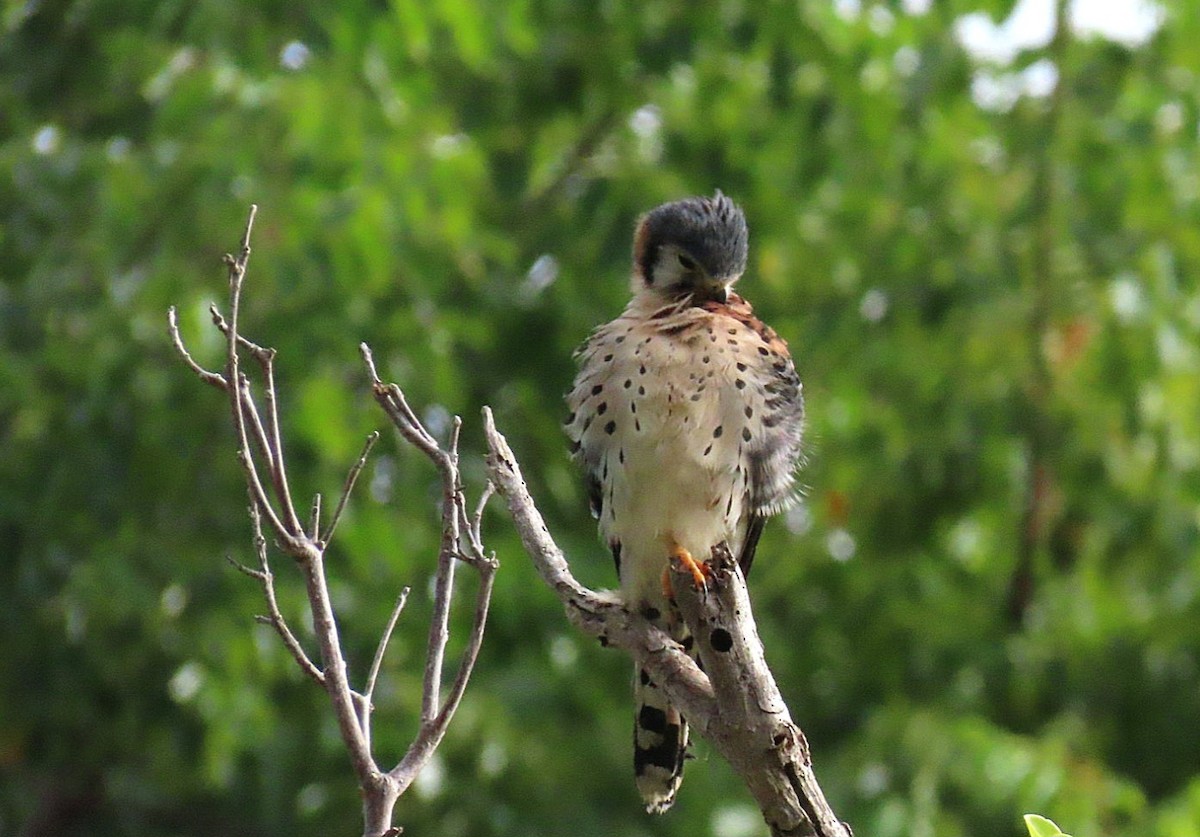 American Kestrel - ML614711320