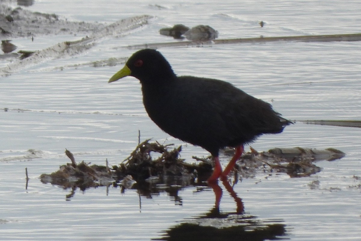 Polluela Negra Africana - ML614711327