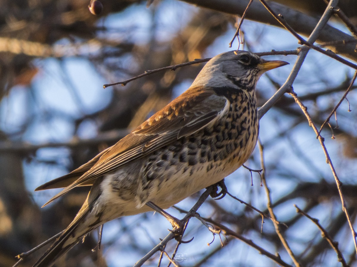 Fieldfare - José Manuel Caballero Fernández