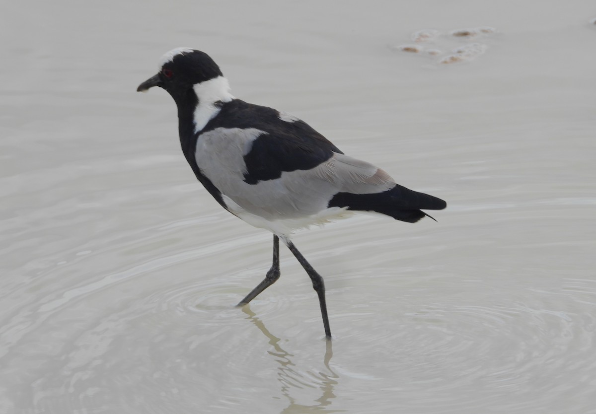 Blacksmith Lapwing - ML614711396