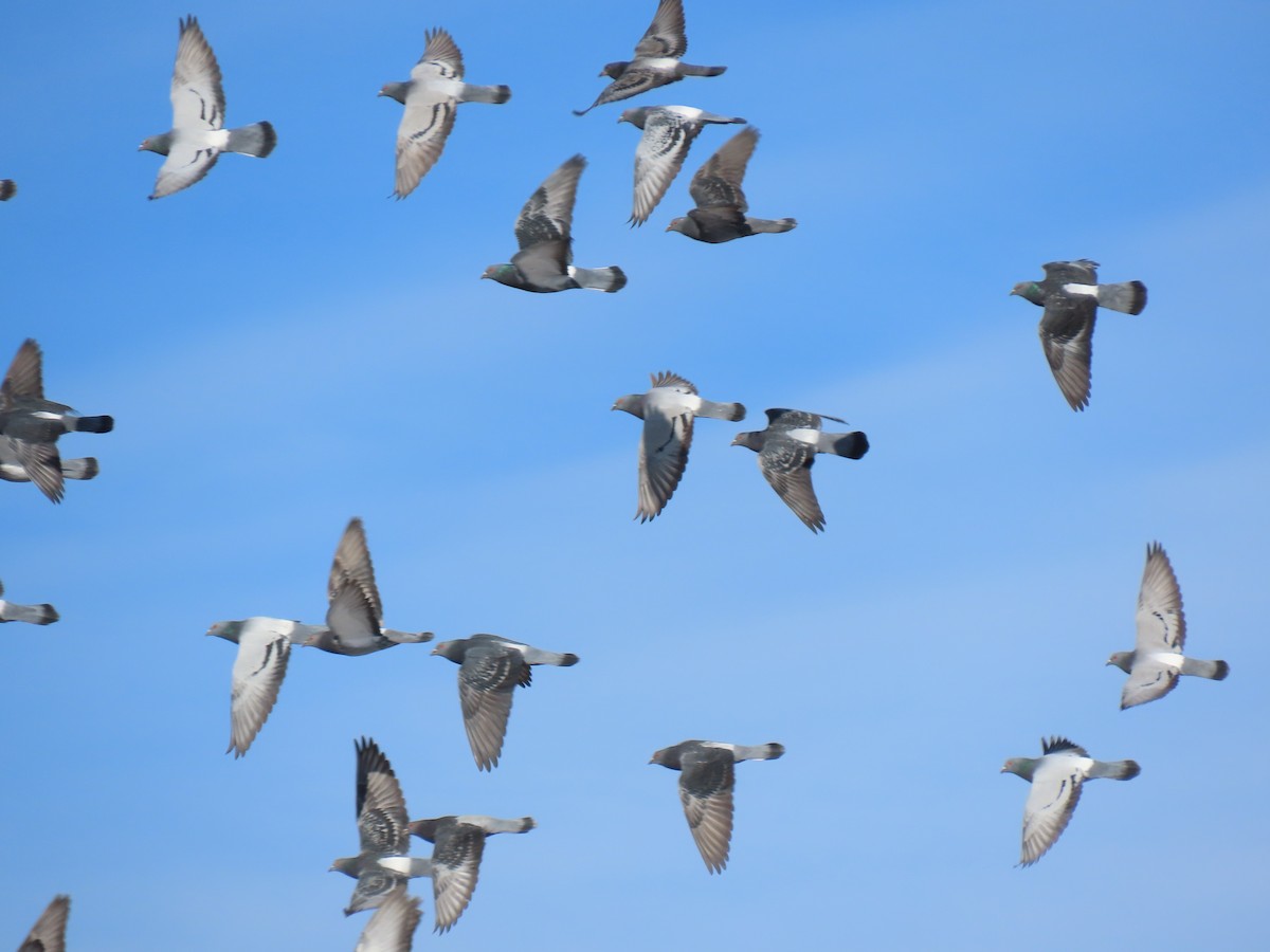 Rock Pigeon (Feral Pigeon) - ML614711417