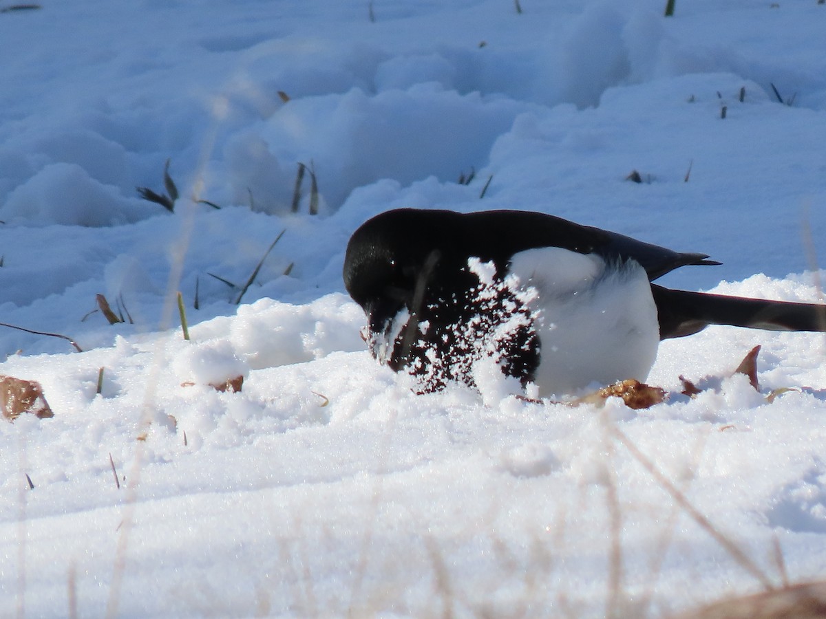 Black-billed Magpie - ML614711426