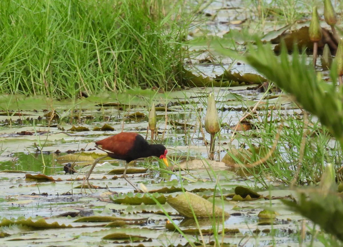 Wattled Jacana - Rodrigo Quadros