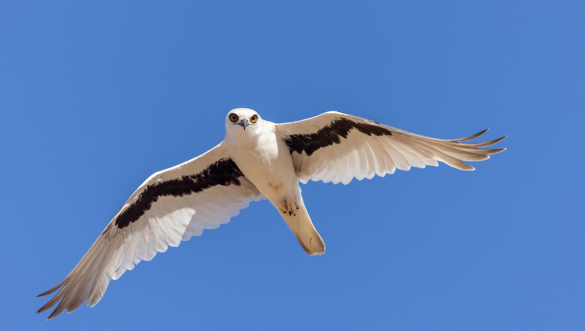 Letter-winged Kite - Ian Davies