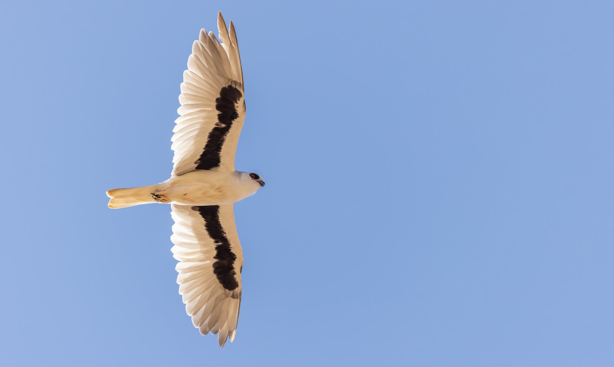 Letter-winged Kite - Ian Davies