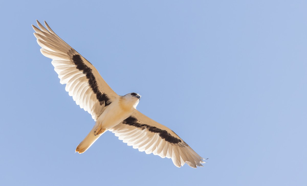 Letter-winged Kite - Ian Davies