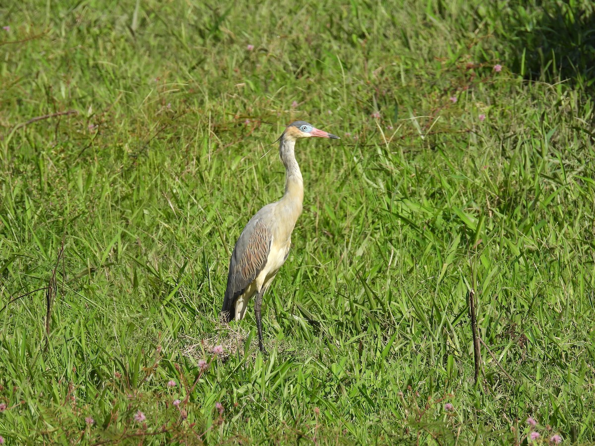 Whistling Heron - Rodrigo Quadros