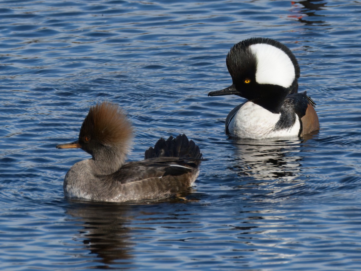 Hooded Merganser - ML614711487