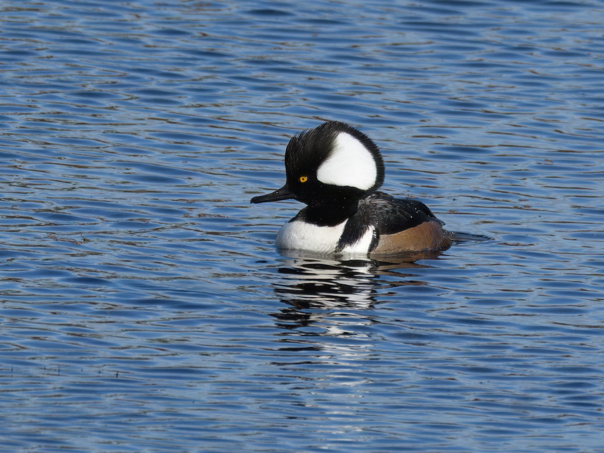 Hooded Merganser - ML614711489