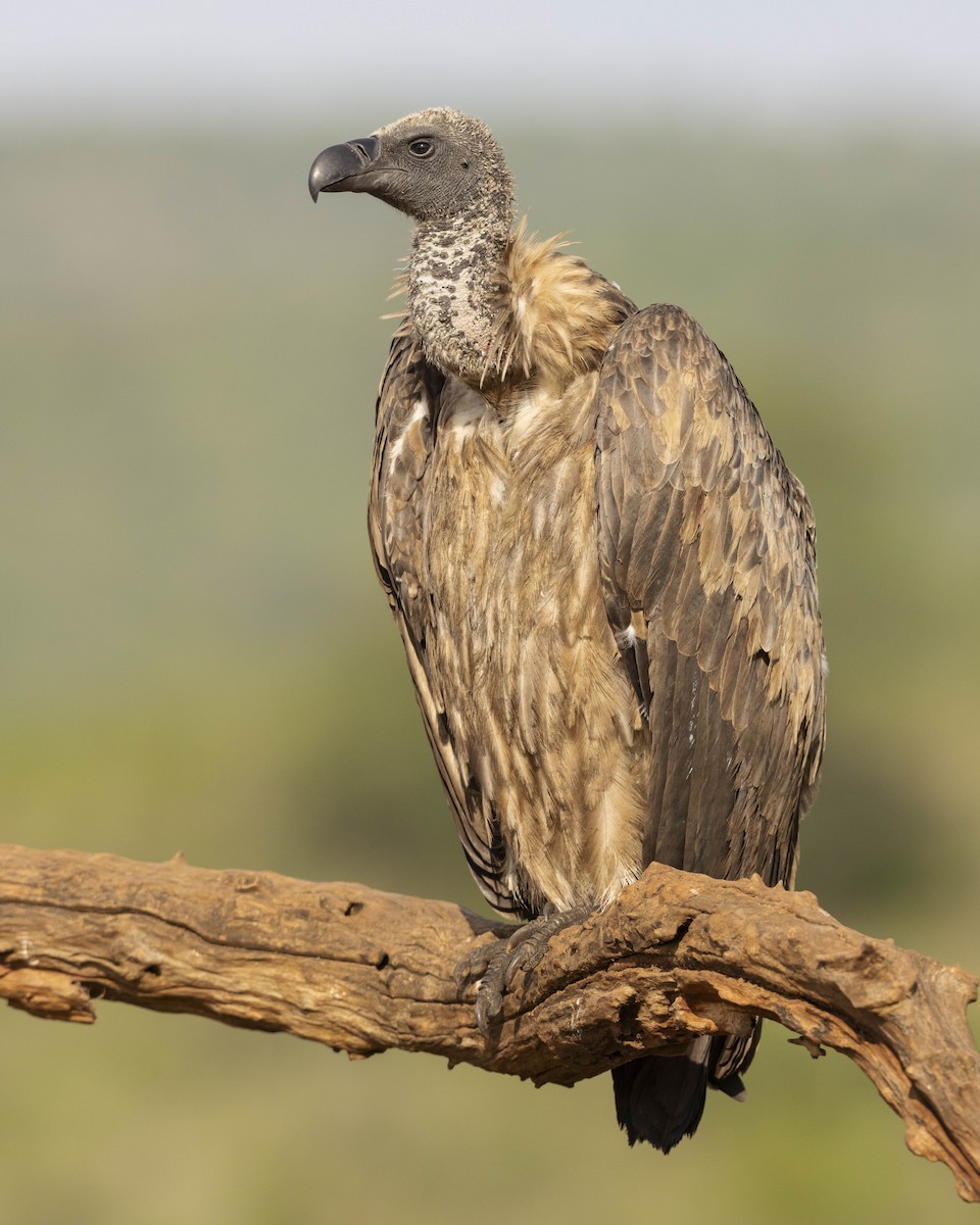 Buitre Dorsiblanco Africano - ML614711494