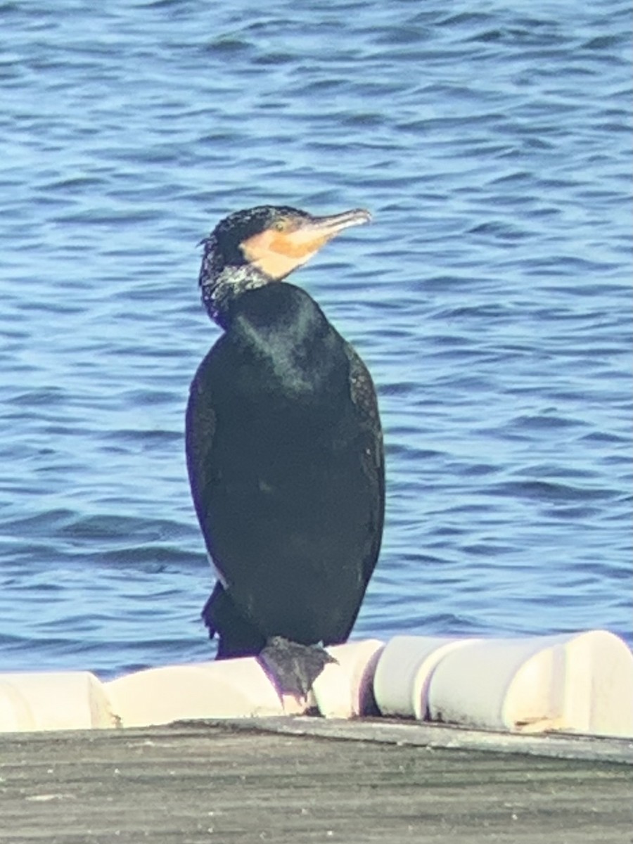 Great Cormorant (North Atlantic) - ML614711509