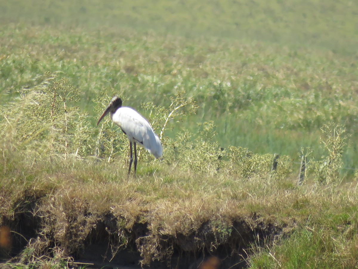 Wood Stork - ML614711574