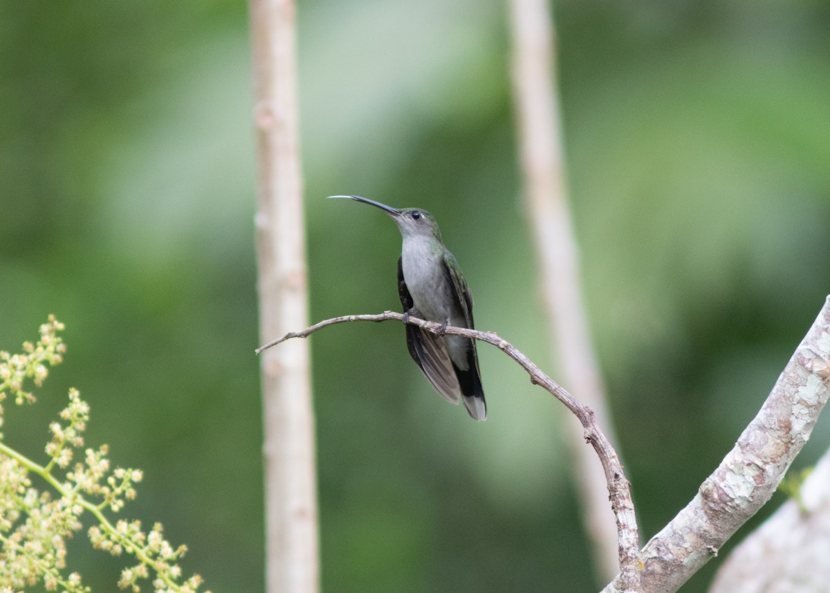 Gray-breasted Sabrewing (obscurus) - ML614711648