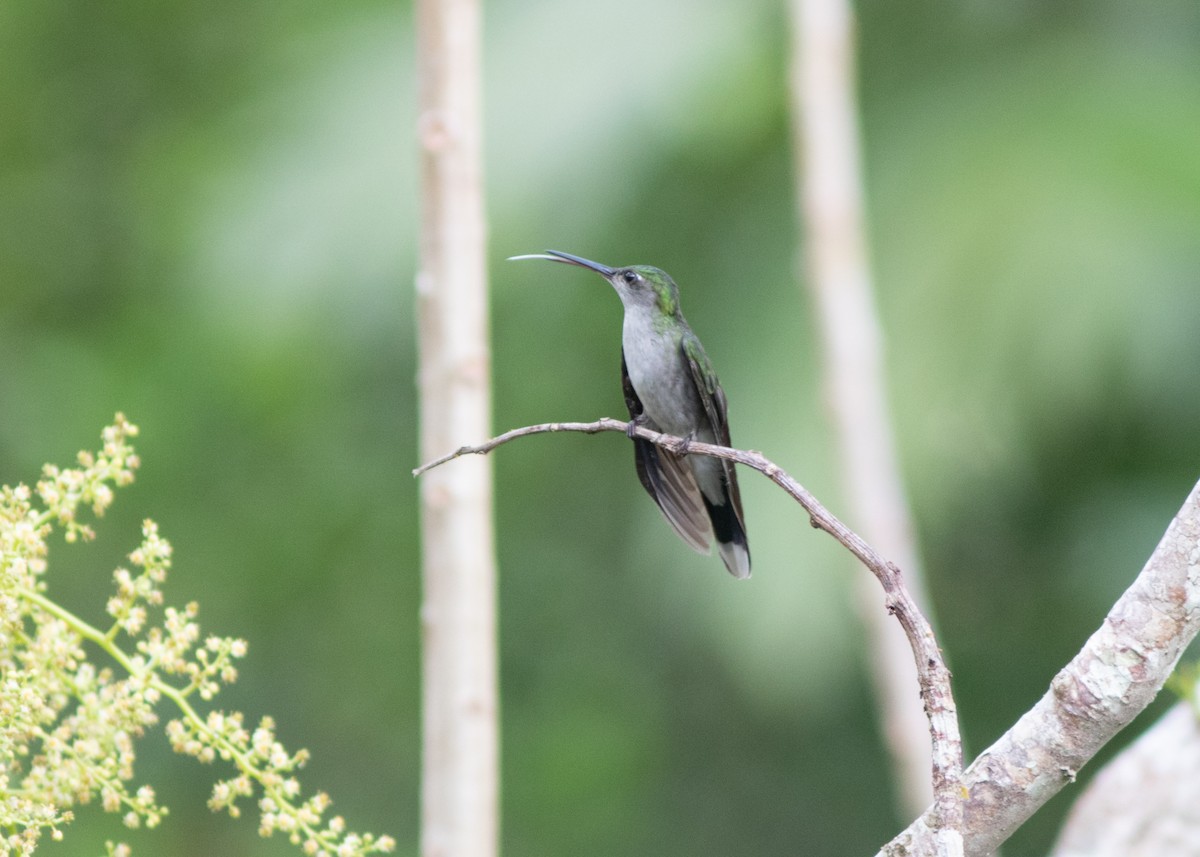 Gray-breasted Sabrewing (obscurus) - ML614711649