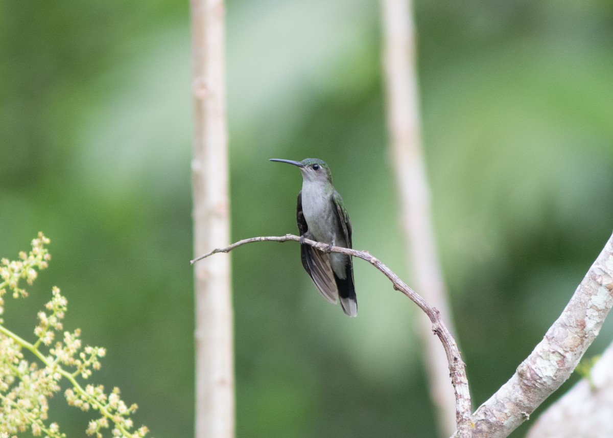 Gray-breasted Sabrewing (obscurus) - ML614711650