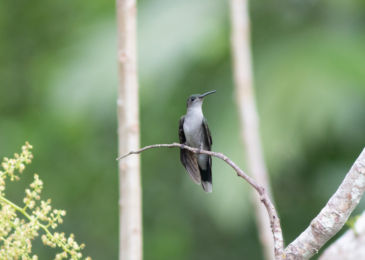 Gray-breasted Sabrewing (obscurus) - Silvia Faustino Linhares